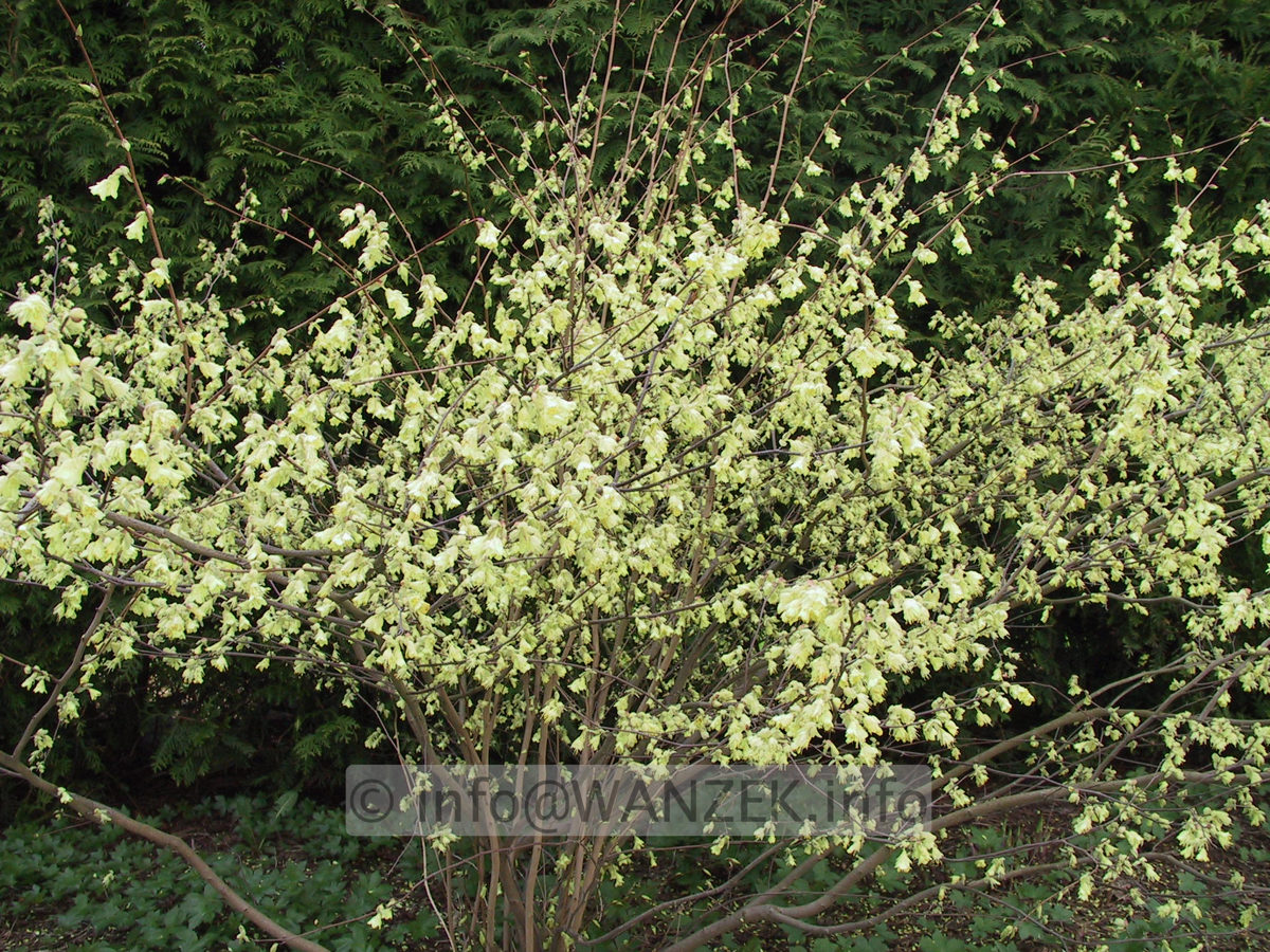 Corylopsis spicata2.JPG